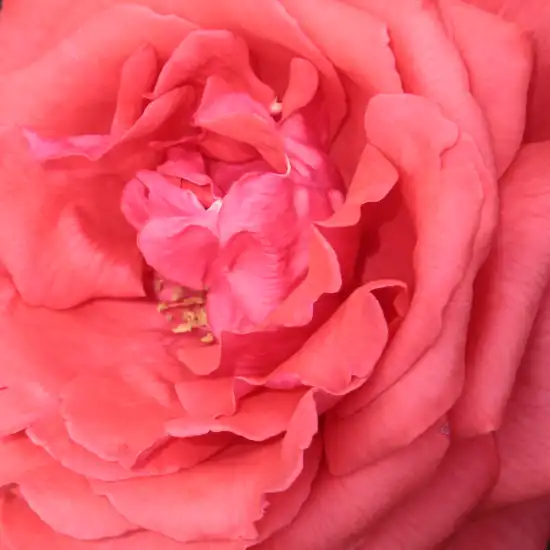 Trandafiri online - Portocaliu - trandafir pentru straturi Grandiflora - Floribunda - trandafir cu parfum intens - Rosa Duftwolke® - Mathias Tantau, Jr. - ,-